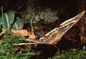 Tuliptree Silkmoth (Callosamia Angulifera)