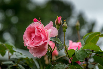 pink rose in the garden