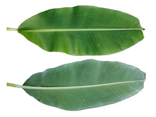 Green banana leaf isolated on white background