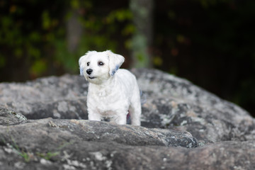 White dog standing on rocks