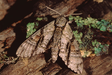 Widow Underwing Moth (Catocala Vidua)