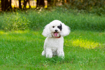 Happy dog sitting outside in grass