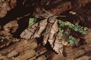 Widow Underwing Moth (Catocala Vidua)