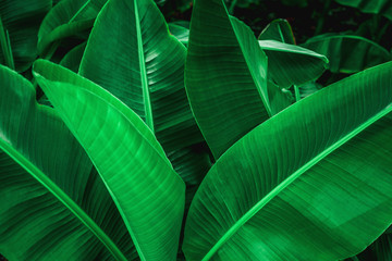 Fototapeta na wymiar tropical banana leaf texture in garden, abstract green leaf, large palm foliage nature dark green background