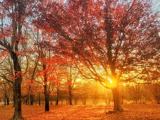 Velvet curtains Brick autumn in the park