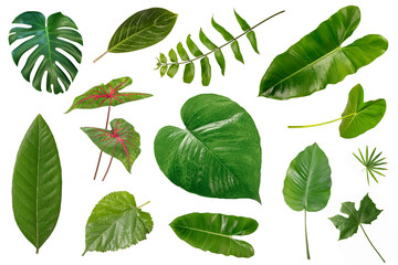 Set of different Tropical green leaves on white background.