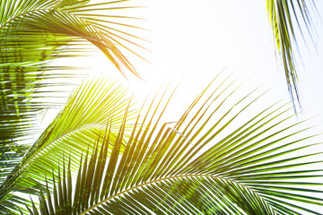 Fototapeta premium tropical palm leaf background, coconut palm trees perspective view