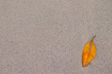 summer. Beautiful natural of sand and yellow leaves on the beach