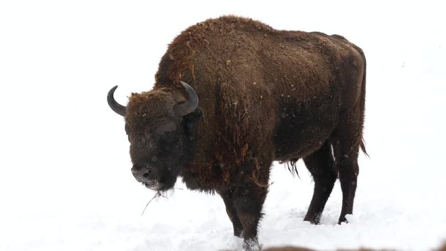 Altay bison in the winter forest