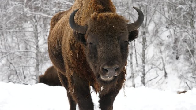 Altay bison in the winter forest