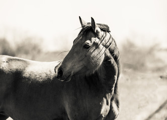 Obraz premium black and white horse