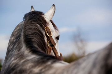 Thoroughbred Stallion Mane