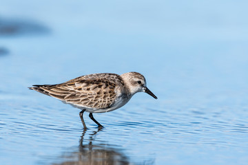 トウネン(Red-necked Stint)