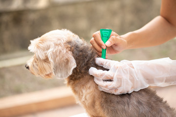 close up woman applying tick and flea prevention treatment to her dog