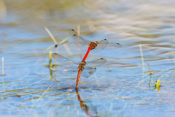 アキアカネ連結産卵(Autumn darter) © sandpiper