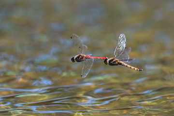 アキアカネ連結飛翔(Autumn darter)