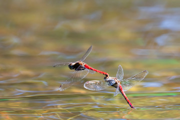アキアカネ連結産卵(Autumn darter)