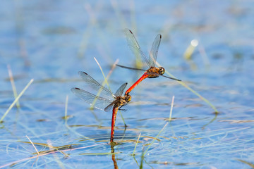 アキアカネ連結産卵(Autumn darter)