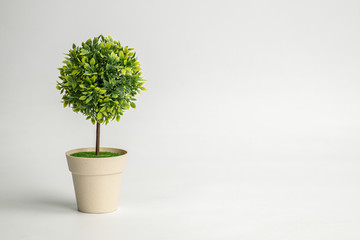 Ornamental tree in a pot isolated on white background