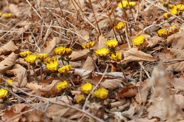 Amur Adonis (Adonis amurensis), the first flower to appear in spring after snow melts.