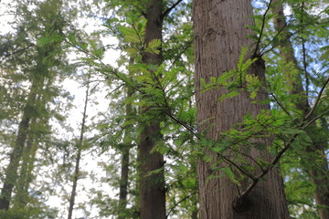 Obraz premium Autumn leaves of metasequoia