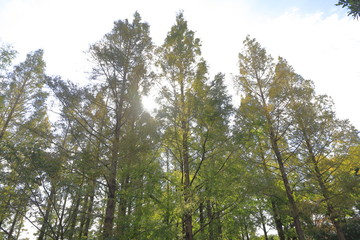 Autumn leaves of metasequoia