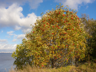 Fototapeta na wymiar autumn landscape with rowan tree