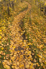 path with fallen autumn leaves