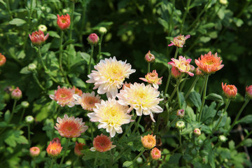 Beautiful blooming white and orange chrysanthemum flower in garden