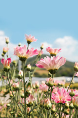Fototapeta premium Beautiful blooming Pink chrysanthemum flower in garden