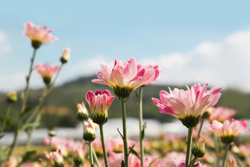 Fototapeta premium Beautiful blooming Pink chrysanthemum flower in garden