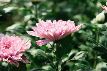 Fototapeta premium Beautiful blooming Pink chrysanthemum flower in garden