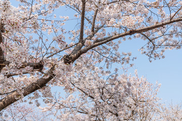 close up marco full bloom cherry blossom beauiful Sakura tree at japan cherry blossom  forecast pink asian flower perfact season to travel and enjoy japanese culture idea long weekend holiday relax