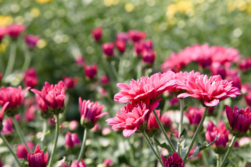 Beautiful blooming Pink chrysanthemum flower in garden