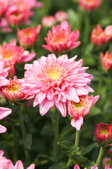 Beautiful blooming Pink chrysanthemum flower in garden