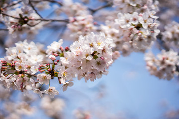 close up marco full bloom cherry blossom beauiful Sakura tree at japan cherry blossom  forecast pink asian flower perfact season to travel and enjoy japanese culture idea long weekend holiday relax