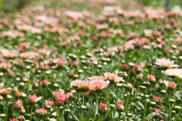 Obraz na płótnie Canvas Beautiful blooming Pink chrysanthemum flower in garden