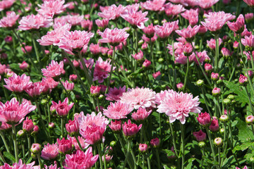 Obraz premium Beautiful blooming Pink chrysanthemum flower in garden