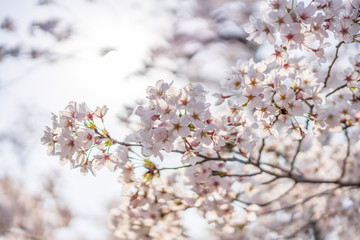 close up marco full bloom cherry blossom beauiful Sakura tree at japan cherry blossom  forecast pink asian flower perfact season to travel and enjoy japanese culture idea long weekend holiday relax