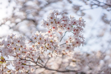 close up marco full bloom cherry blossom beauiful Sakura tree at japan cherry blossom  forecast pink asian flower perfact season to travel and enjoy japanese culture idea long weekend holiday relax