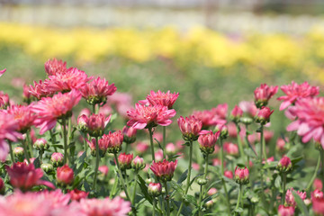 Obraz premium Beautiful blooming Pink chrysanthemum flower in garden