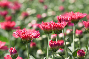 Beautiful blooming Pink chrysanthemum flower in garden