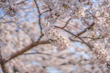 close up marco full bloom cherry blossom beauiful Sakura tree at japan cherry blossom  forecast pink asian flower perfact season to travel and enjoy japanese culture idea long weekend holiday relax