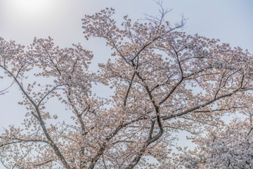 close up marco full bloom cherry blossom beauiful Sakura tree at japan cherry blossom  forecast pink asian flower perfact season to travel and enjoy japanese culture idea long weekend holiday relax