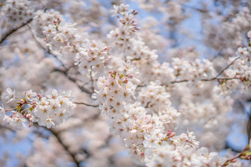 close up marco full bloom cherry blossom beauiful Sakura tree at japan cherry blossom  forecast pink asian flower perfact season to travel and enjoy japanese culture idea long weekend holiday relax