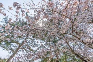 close up marco full bloom cherry blossom beauiful Sakura tree at japan cherry blossom  forecast pink asian flower perfact season to travel and enjoy japanese culture idea long weekend holiday relax
