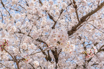 close up marco full bloom cherry blossom beauiful Sakura tree at japan cherry blossom  forecast pink asian flower perfact season to travel and enjoy japanese culture idea long weekend holiday relax