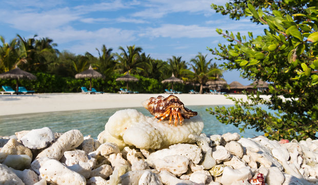 Hermit Crab