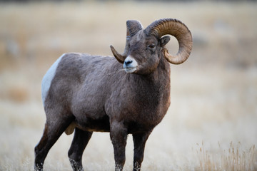 Naklejka na ściany i meble Bighorn Sheep in Montana