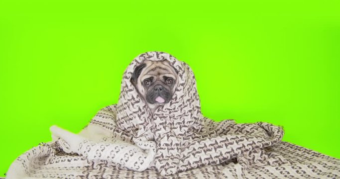 Cute sweet beauty pug dog wrapped, covered in a blanket, plaid. Looking funny. Warm at home, basking. Green screen. Home comfort, cosiness, laziness concept